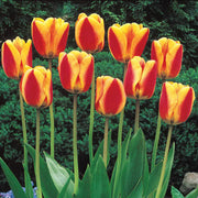 View Halley's Comet Jumbo Perennial Tulip Seeds image 2