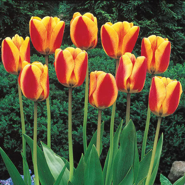Halley's Comet Jumbo Perennial Tulip Seeds