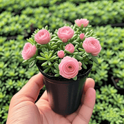 View 🪴Double-flowered Rose Orchid Seeds-Cold-resistant and fragrant image 6