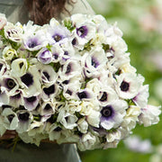 View Pastel Blue Anemone Seeds image 2
