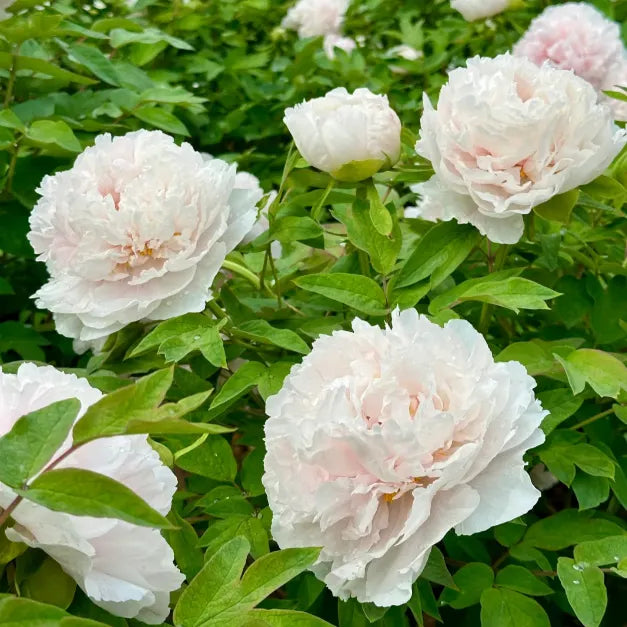 🌺PEONY FLOWER SEEDS
