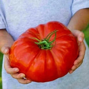 View Giant Delicious Tomato / Up to 2kg (20 Seeds a Pack) image 6