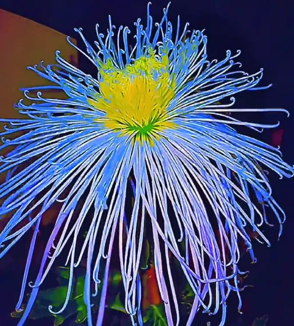 Mixed Spider Mums Flower Seeds-Over 20 Colors