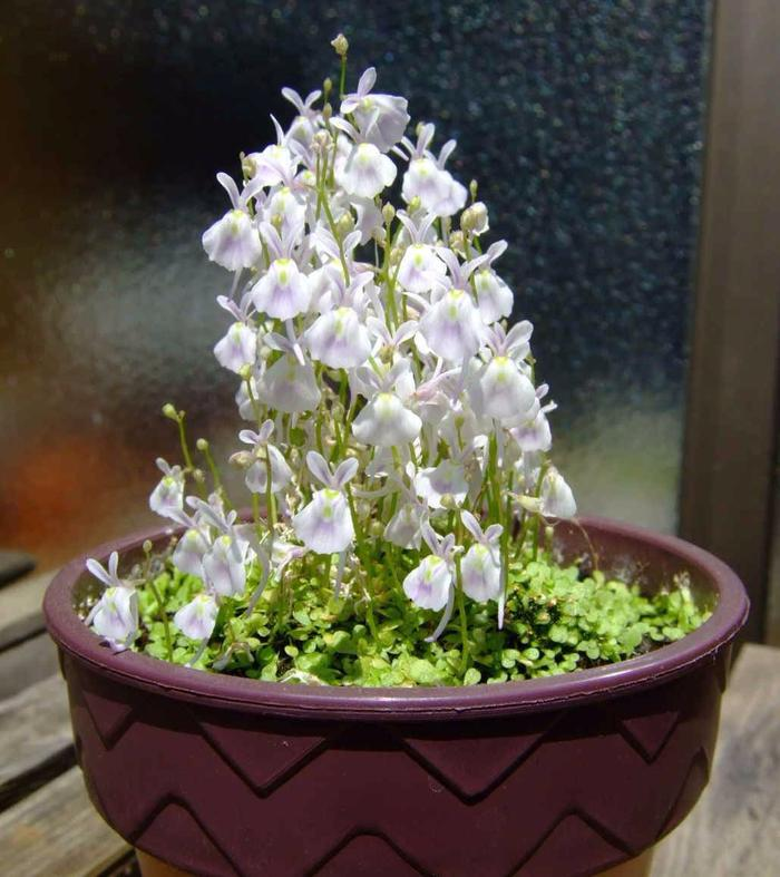 Utricularia sandersonii Seeds