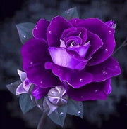 View Rare purple dragon rose seeds image 2
