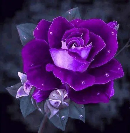 Rare purple dragon rose seeds