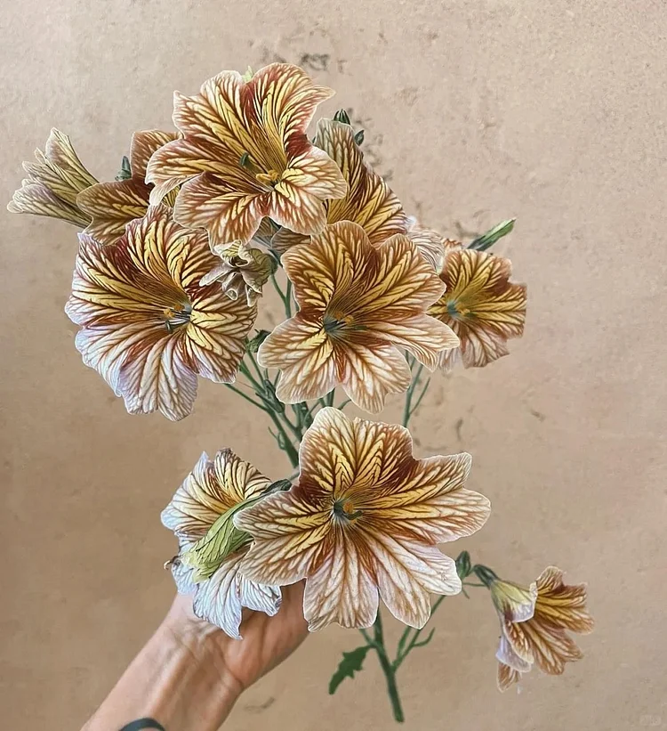 Multi-Colored  Petunia-Chilean Morning Glory Seeds