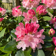 View Alpine Azalea Seeds 🌸 Rare Species image 4