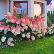 View Strawberry Sundae Hydrangea image 1