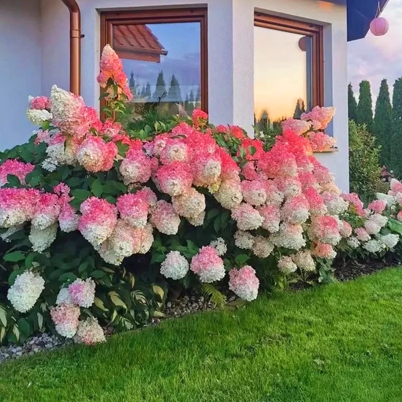 Strawberry Sundae Hydrangea