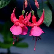 View Fuchsia Hybrida Voss Seeds The fairy flower image 2