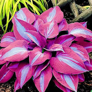View Rare Multi-colored Hostas Seeds image 5