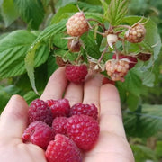 View 🍓Red Raspberry Seeds image 2