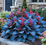 View 🌈RARE MULTI-COLORED HOSTAS SEEDS image 6
