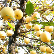View Golden Apple Seeds image 6