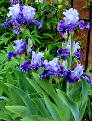 View Purple Iris Seeds image 4