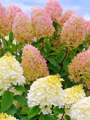 View 🌺Panicle Hydrangea Seeds image 6