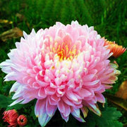 View Sweet Pink Helichrysum Strawflower Seeds image 3