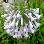 View Agapanthus africanus 'Windsor Grey' image 4