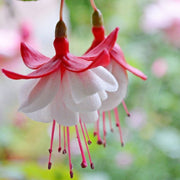 View Hanging Bell Begonia Flower Seeds-Various colors available image 2