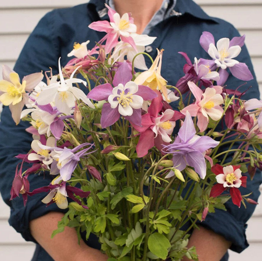 Columbine Mckana's Giant Mix Flower Seeds