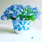 View Alpine Forget Me Not Mixed Seeds - Myosotis alpestris - Biennial Flower Seeds - Organic Seeds image 1