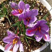 View Saffron Crocus Bulbs -Crocus Sativus image 2
