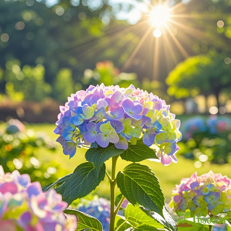 Dreamy Hydrangea Seeds – A Kaleidoscope of Colors for Your Garden