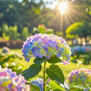 View Dreamy Hydrangea Seeds – A Kaleidoscope of Colors for Your Garden image 3