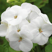 View ✨Geranium – The Colorful and Cheerful Fairy of Your Balcony! image 2