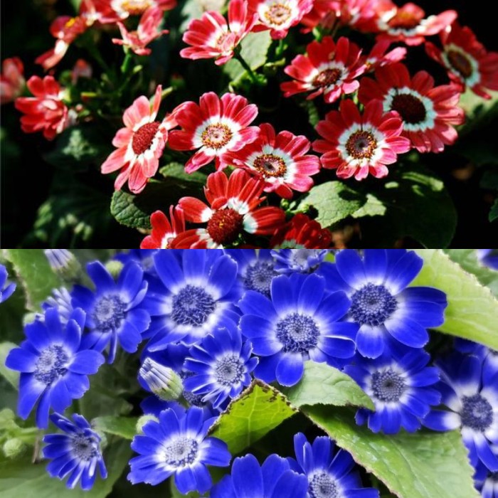 Cineraria Mix Flower Seeds-Over 10 Colors