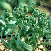 View Rare Spring Grass Spiral Succulents image 6