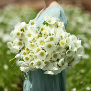 View Albino Anemone Seeds image 4