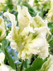 View Cabanna Parrot Tulip Seeds image 4