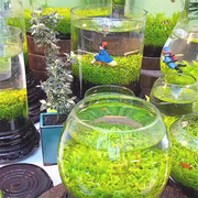 View 🌿Air Purifying Fish Tank Aquatic Plant Seeds image 5