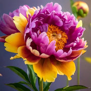 View 💙💛Blue Yellow Peony Flower Seeds image 6