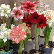 View 🌺Double-Petaled Perfume Amaryllis Bulbs image 1