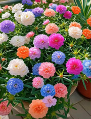 View 🌼Muti-color Moss Rose-Double Petal Sunflower image 5