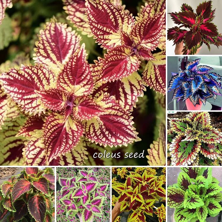 50pcs/Bag Coleus Bonsai Flower Leaf Plants Rainbow Dragon Seeds Garden