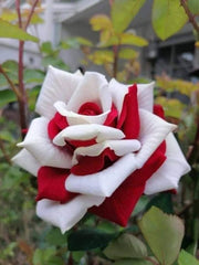 View Cascading Roses in Red and White Seeds image 1