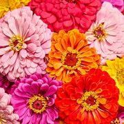 View Zinnia Seeds (California Giant ) – 100% Pure Heirloom Flower Seeds image 5