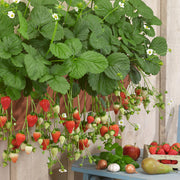 View All-season Strawberry Seeds image 3