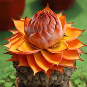 View Golden Red Lotus Seeds: Embrace Tranquility with Every Bloom 🌸 image 1