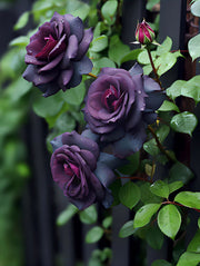 View Black Baccara Seeds image 3