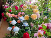 View Mixed Color Rose Combination Seeds💐 image 3