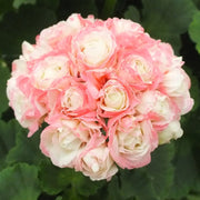 View Apple Blossom Geranium Seeds image 3