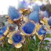 View Blue Prairie Smoke Flower image 5