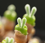 View Rabbit Ear Succulent seeds, Rare succulent image 2