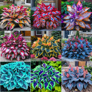 View 🌈RARE MULTI-COLORED HOSTAS SEEDS image 1