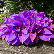 View 🪴Premium Hosta Seeds for Lush Shade Gardens image 2